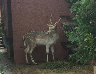 Ο ΡΟΥΝΤΟΛΦ ΤΟ ΕΛΑΦΑΚΙ ΖΕΙ ΣΤΟ PARADISE PARK