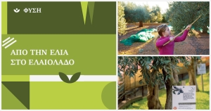 Από την ελιά στο ελαιόλαδο